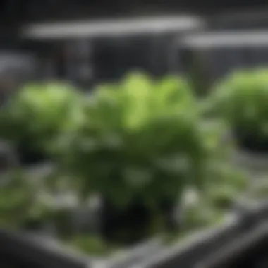 Close-up of hydroponic system components with nutrient solution