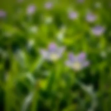 Close-up view of a delicate purple flower blooming in a lush green lawn.