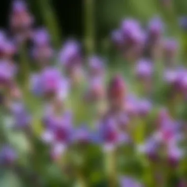 Diagram illustrating the characteristics of various purple flower species.