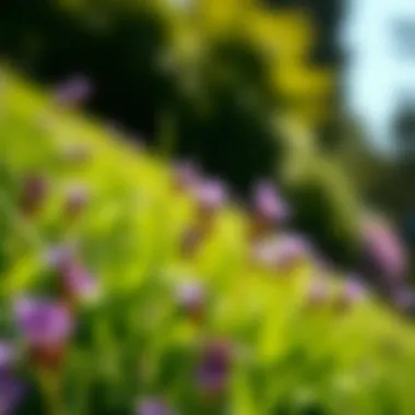 A serene lawn showcasing healthy purple flowers as part of a sustainable landscape.