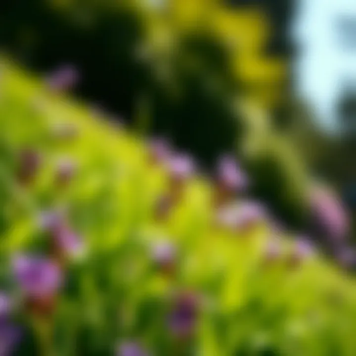 A serene lawn showcasing healthy purple flowers as part of a sustainable landscape.