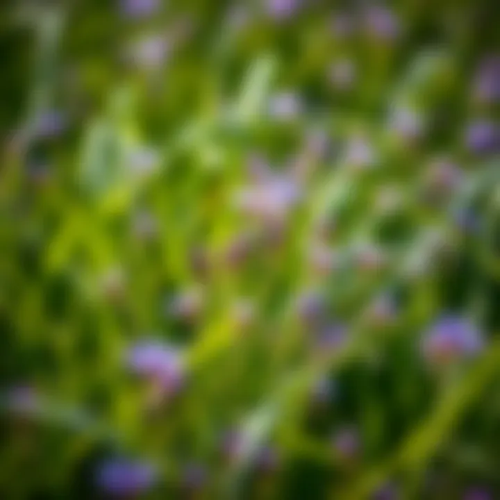 A variety of small purple flowers interspersed amongst grass blades.