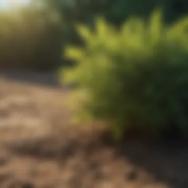 Natural Ingredients for Weed Control Natural ingredients used in organic weed control