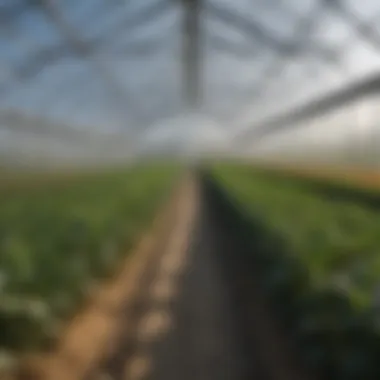 Thriving Crops in an Insulated Greenhouse Interior view of an insulated greenhouse with thriving crops