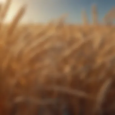 Close-up of golden wheat grain ready for harvest