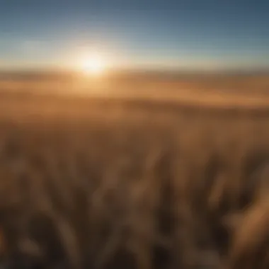 Vast Kansas wheat fields under a blue sky