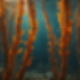 Close-up of vibrant kelp underwater