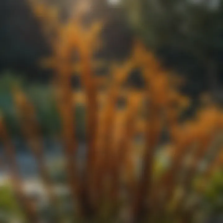 Lush garden enriched with kelp-based fertilizer