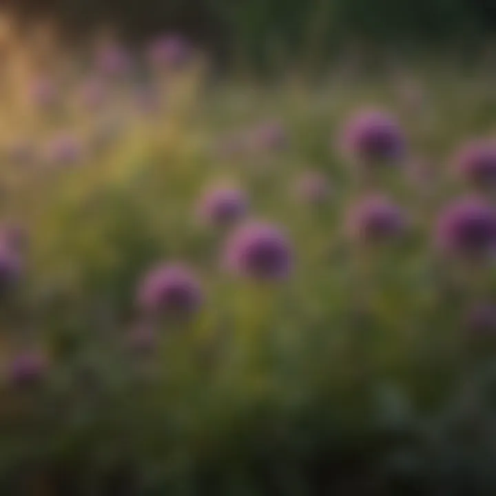 Diagram showing the lifecycle of purple weeds and their proliferation causes