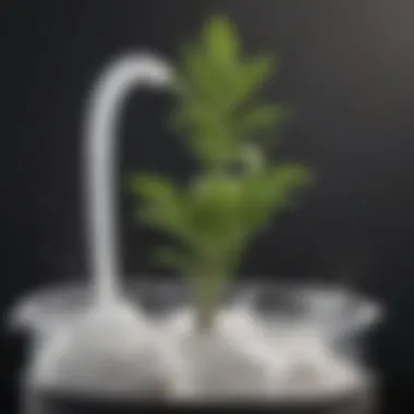 Illustration of liquid nitrogen effects on plant growth