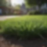 Lush green lawn showing healthy grass growth