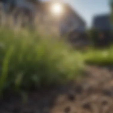 Close-up of grass seeds and fertilizers