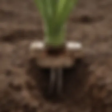 Close-up of the LT Rich Z Plug in agricultural soil