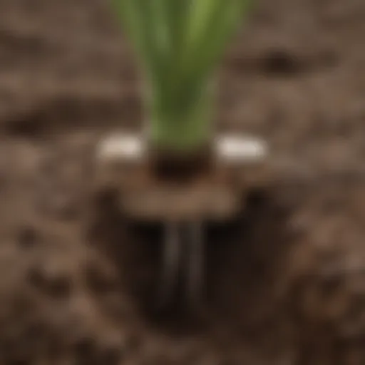 Close-up of the LT Rich Z Plug in agricultural soil