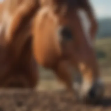 Consequences of Lysine Deficiency in Horses Impact of lysine deficiency on horse health