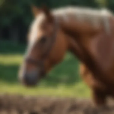 Sources of lysine for equine nutrition