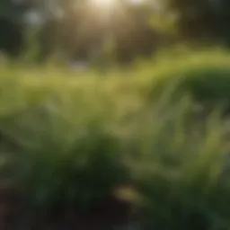 A lush green park showcasing different types of grass