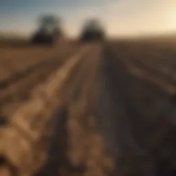 Mole burrows impacting crop fields