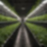 Visual representation of NFT hydroponic system layout
