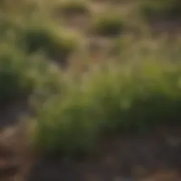 Diverse North Texas weed species in their natural habitat
