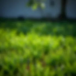 Optimal Fertilization for St. Augustine Grass in North Texas Introduction