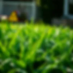 Lush green grass thriving in a wet yard