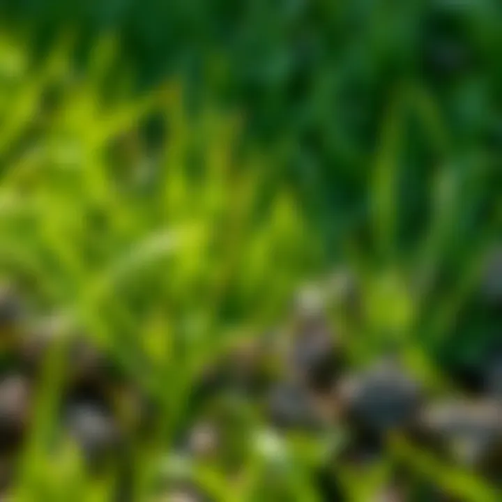 Maintenance Tips for Wet Yard Grass Maintenance tips for caring for wet yard grass