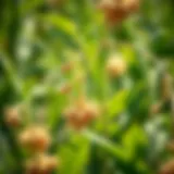 Optimal Sulfur Fertilizers for Enhanced Crop Longevity Introduction