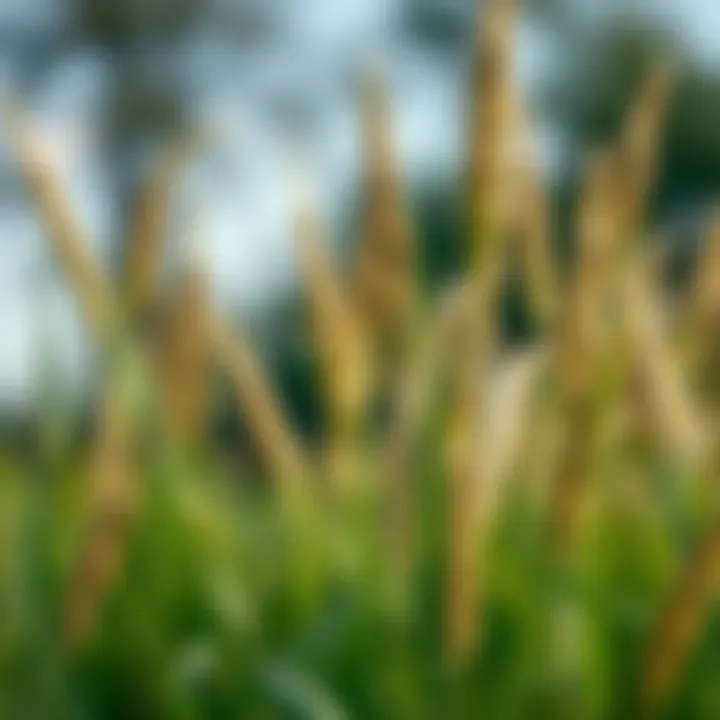 Notable Optimal Tall Fescue Seed Selection for Georgia's Climate