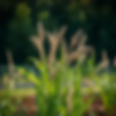 Optimal Tall Fescue Seed Selection for Georgia's Climate Summary