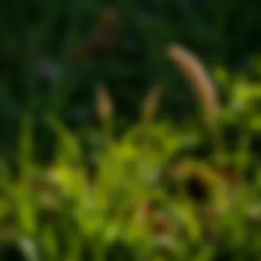 Influence of Local Climate on Pre-Emergent Timing Local climate impact on lawn care