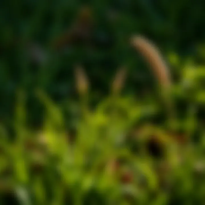 Influence of Local Climate on Pre-Emergent Timing Local climate impact on lawn care