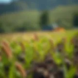 Optimal Timing for Grass Seed Planting Introduction
