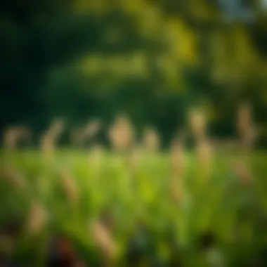 Notable Optimal Timing for Grass Seed Planting
