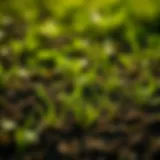 Optimal Timing for Lawn Seeding: A Strategic Approach Introduction