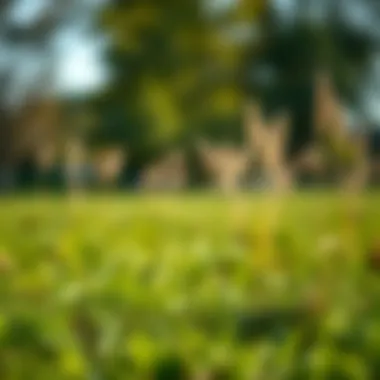 Optimal Timing for Lawn Seeding: A Strategic Approach Summary Optimal Timing for Lawn Seeding: A Strategic Approach Summary