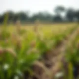 Optimal Timing for Planting Bermuda Grass Seed Introduction