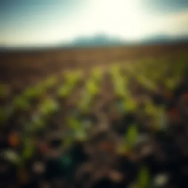 Optimal Timing for Seeding in Fall Summary