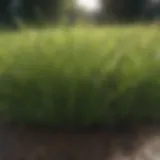 Vibrant fescue grass thriving in a well-watered lawn