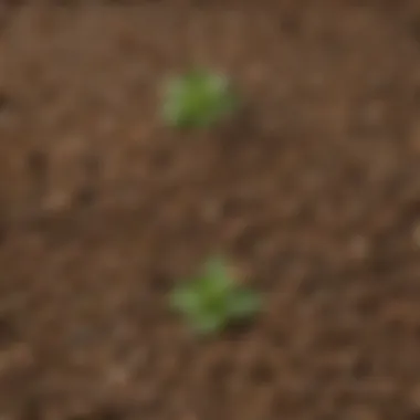 Weed Feed Granules Close-up of weed feed granules