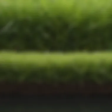 Grass Type Comparison: Palisades Zoysia vs. Alternatives Comparison of Palisades Zoysia with other grass types