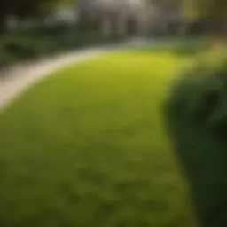 Lush Palisades Zoysia grass in a well-maintained lawn