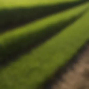 Visual representation of factors influencing grass pricing
