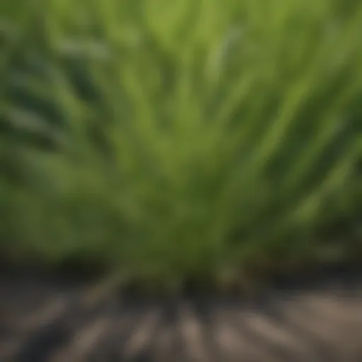 Close-up of St. Augustine sod showcasing vibrant green blades