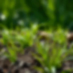 Pennington Centipede Grass Seed and Mulch: The Essentials for Optimal Lawn Health Introduction