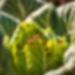 A close-up view of cabbage leaves infested with aphids