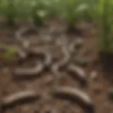 Diverse selection of pesticides suitable for armyworm control