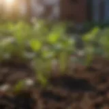 Healthy seedlings in a garden setting