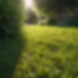 Healthy Lawn with No Urine Stains