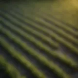 Close-up of a propagation mat showcasing its texture and design.